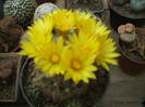Dolichotele baumii