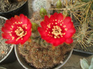 Lobivia cinobarina