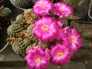 Mediolobivia