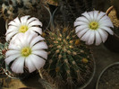 Acanthocalycium spiniflorum
