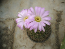 Acanthocalycium violaceum