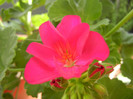 Bright Odette Geranium (2012, Jul.30)