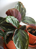 Calathea Roseopicta (2012, July 30)