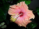 Hibiscus Safran