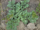 Pissalys (Papalau)
