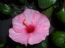 Hibiscus Long Life