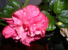 Hibiscus Clasic Pink