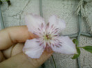 30 iulie 2012-flori 007