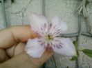 30 iulie 2012-flori 011