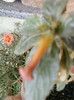 30 iulie 2012-flori 025