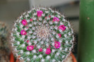 cactusi infloriti 001