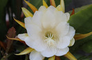 cactusi infloriti 004
