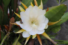cactusi infloriti 005