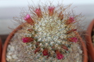 cactusi infloriti 007