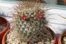 cactusi infloriti 008