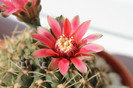 cactusi infloriti 012