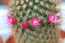 cactusi infloriti 013