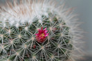 cactusi infloriti 015