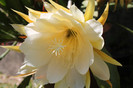 cactusi infloriti 030
