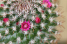 cactusi infloriti 034