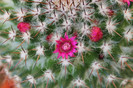 cactusi infloriti 038