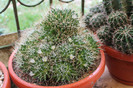 cactusi infloriti 044