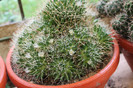 cactusi infloriti 046