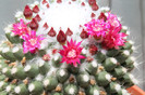 cactusi infloriti 060