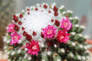 cactusi infloriti 061