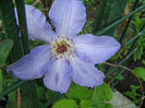 Clematis Joanna