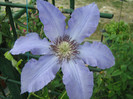 Clematis Laura