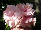 P1160438