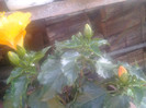 2012-07-29 17.36.52