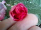 impatiens rosu batut