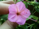 mirabilis roz