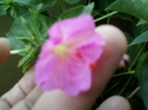 mirabilis roz
