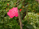 DSCN9567