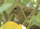 femela canepar