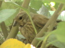 femela canepar