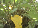 femela canepar 2