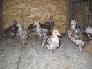 pui sussex portelan