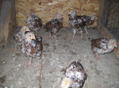 DSCN2654