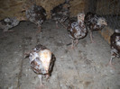 DSCN2656