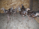 DSCN2662