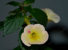 Achimenes Strawberry Lemon