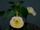 Achimenes Strawberry Lemon