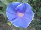 Picotee Morning Glory (2012, July 31)