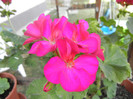 Bright Odette Geranium (2012, Jul.31)