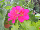 Bright Odette Geranium (2012, Jul.31)