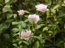 Rose Sissi (2012, July 31)